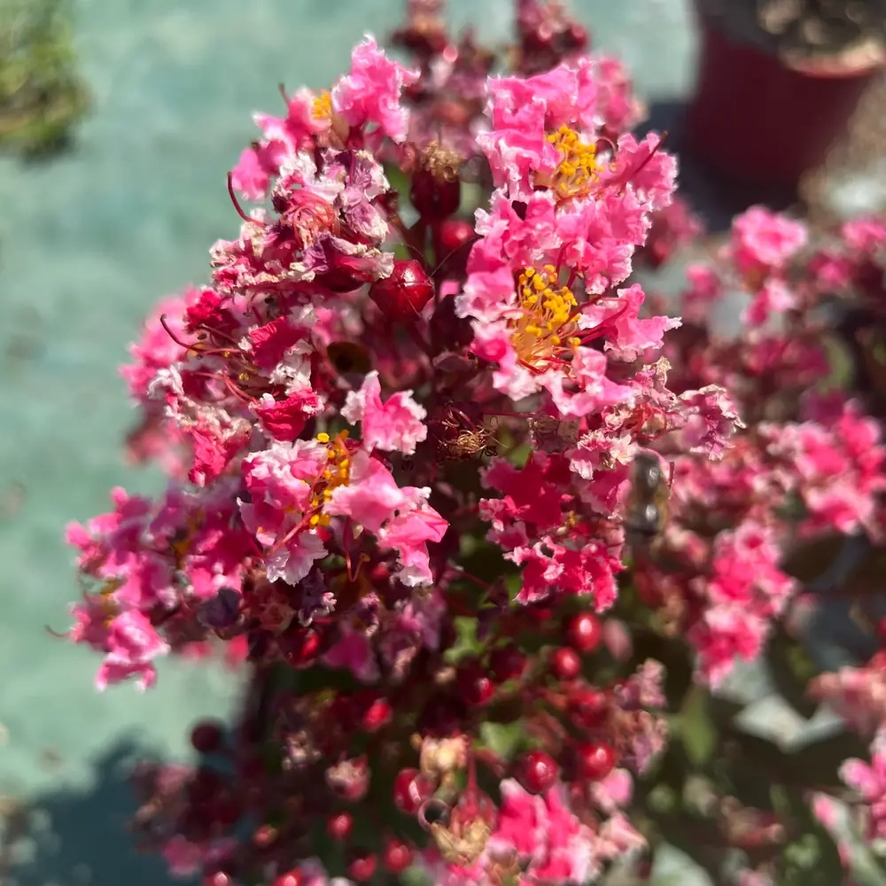 Lilas des indes 'Berlingot menthe'