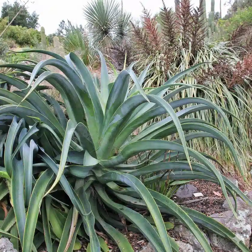 Agave  vilmoriana