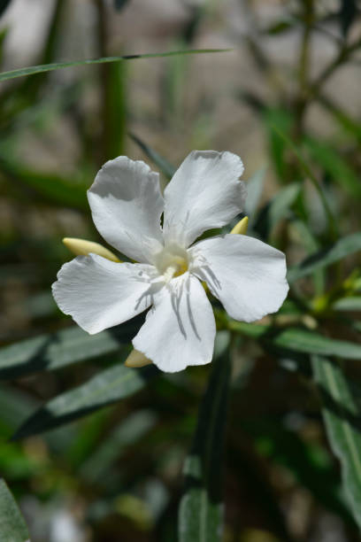 Laurier-rose 'Petite white blanc simple'