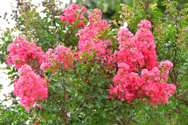 Lilas des indes 'Coral magic'
