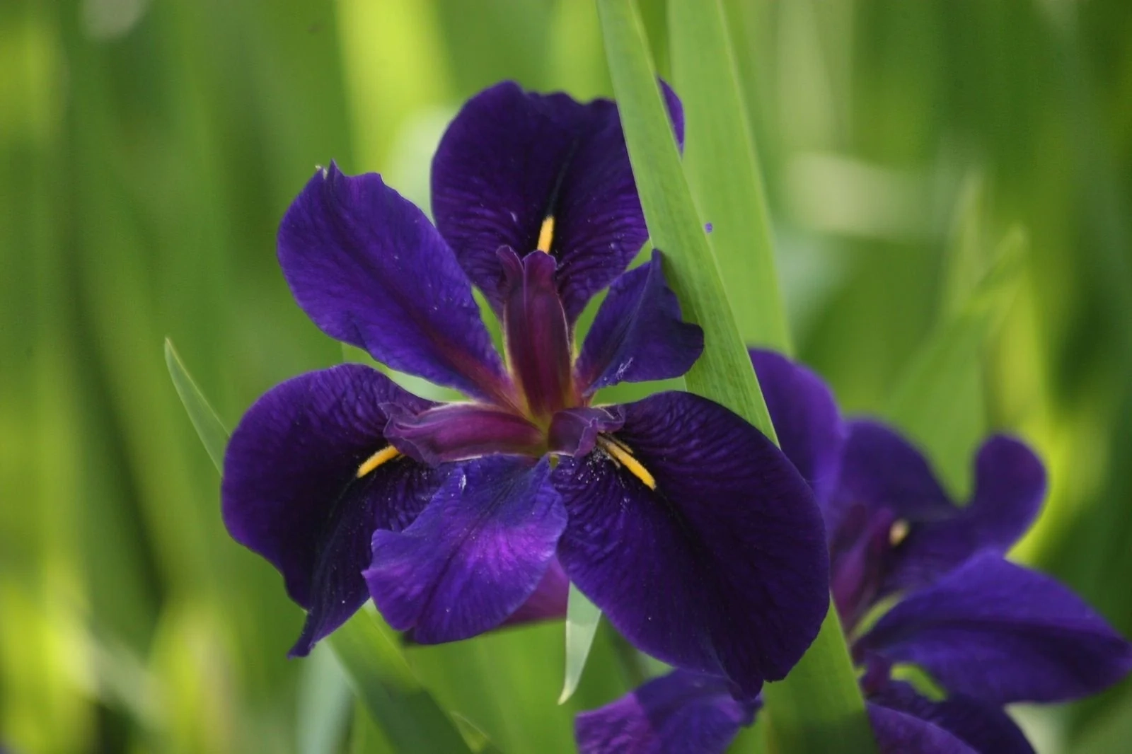 Iris de louisiane