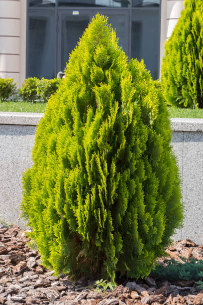 Cyprès de lawson 'Alumigold'