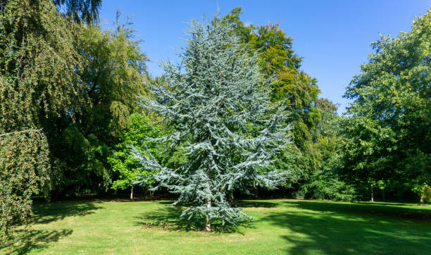 Cèdre bleu de l'atlas 'Glauca'
