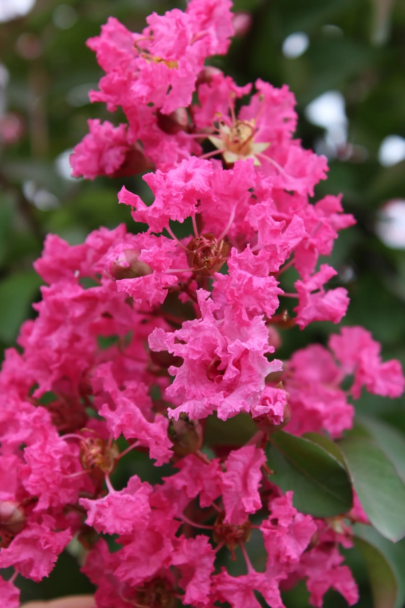 Lilas des indes 'Souvenir d'andre desmartis'