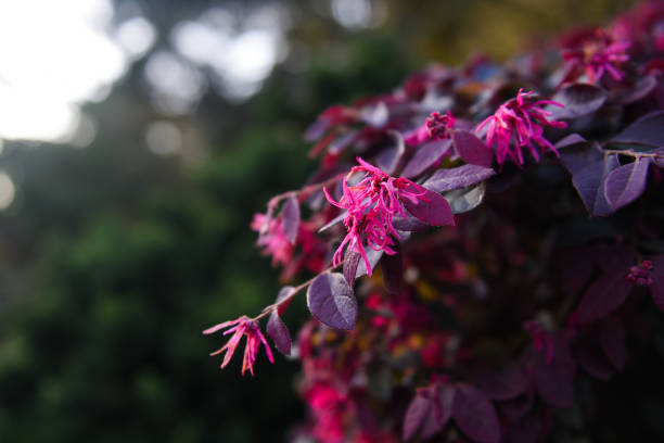 Loropétale de chine