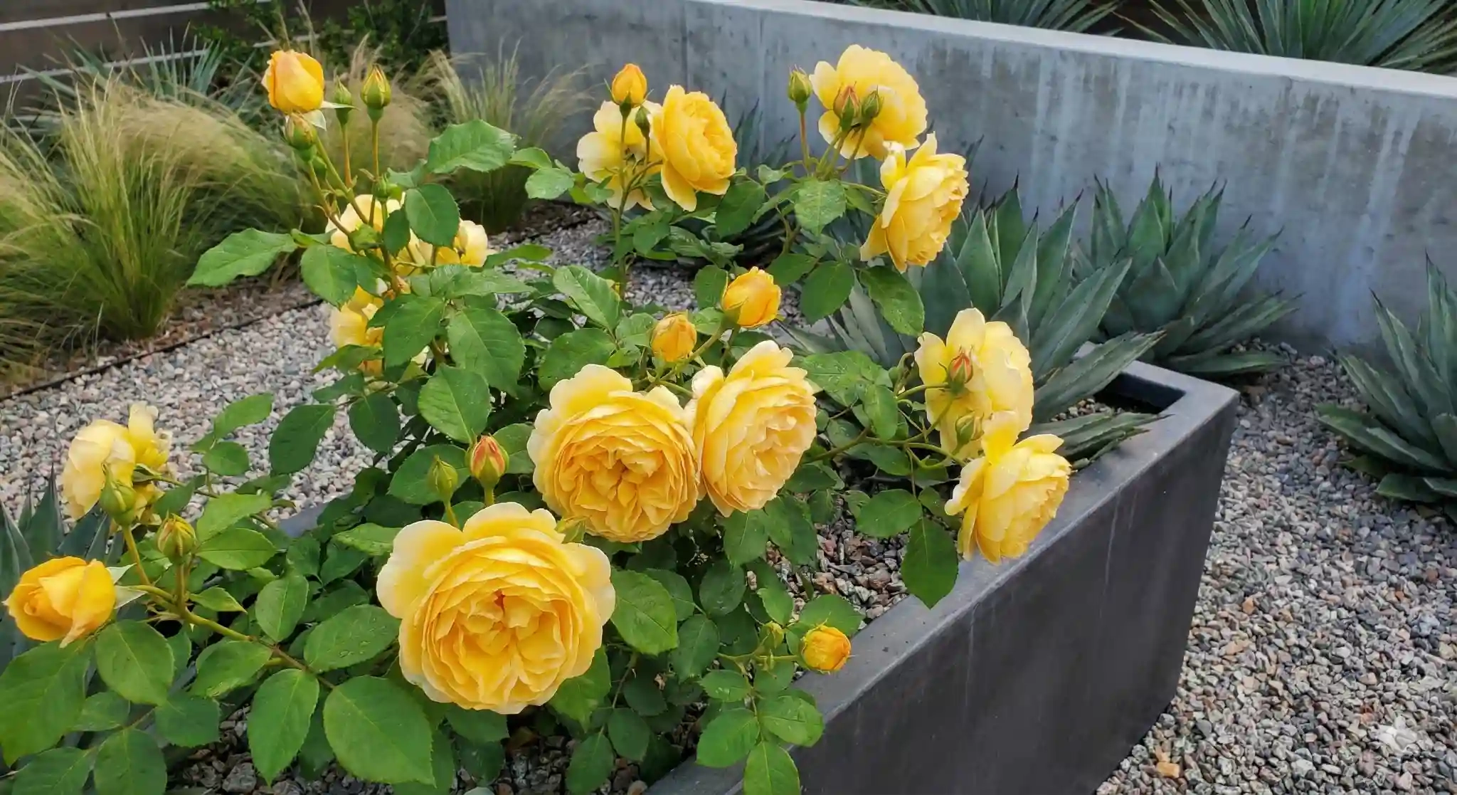 Rosier 'Charles darwin '