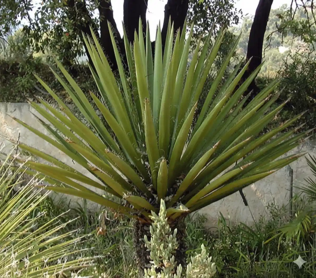 Dague espagnole géante