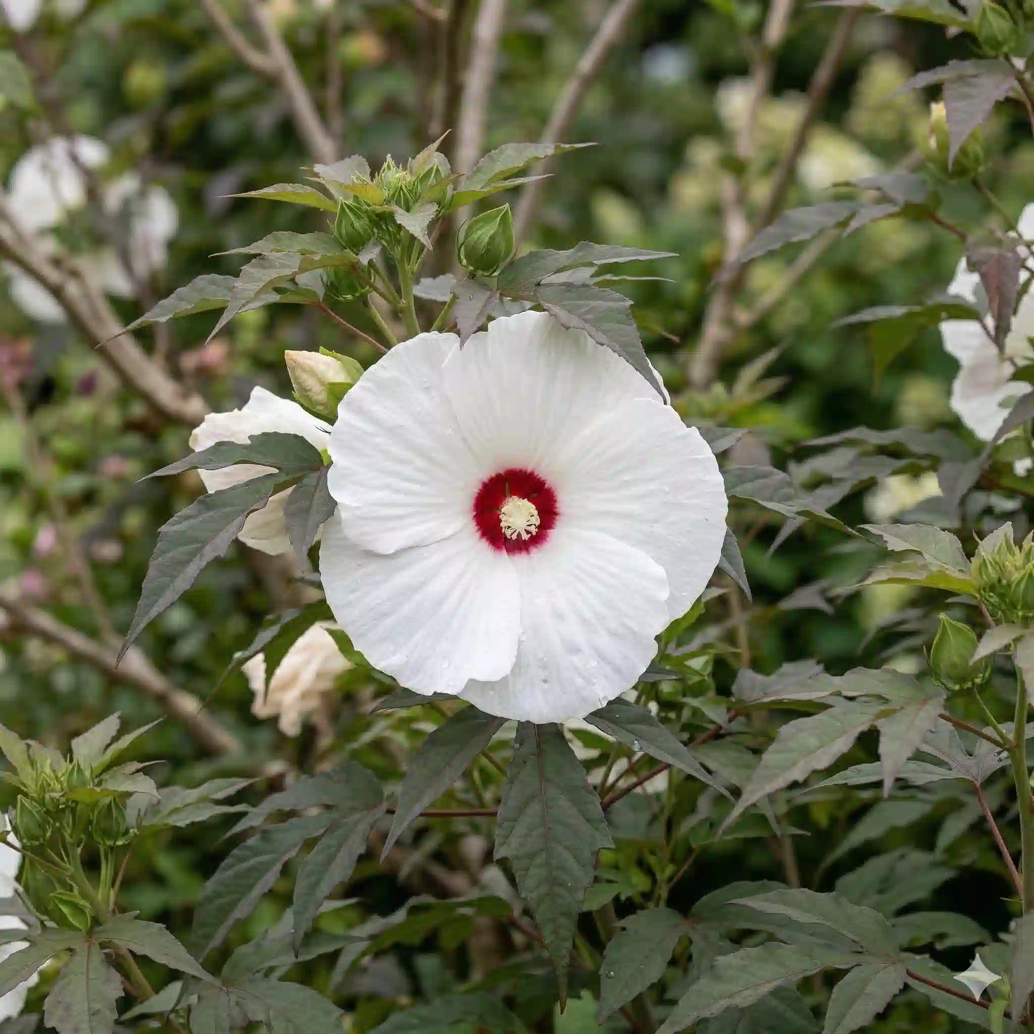 Hibiscus des marais 'Carousel ghost'