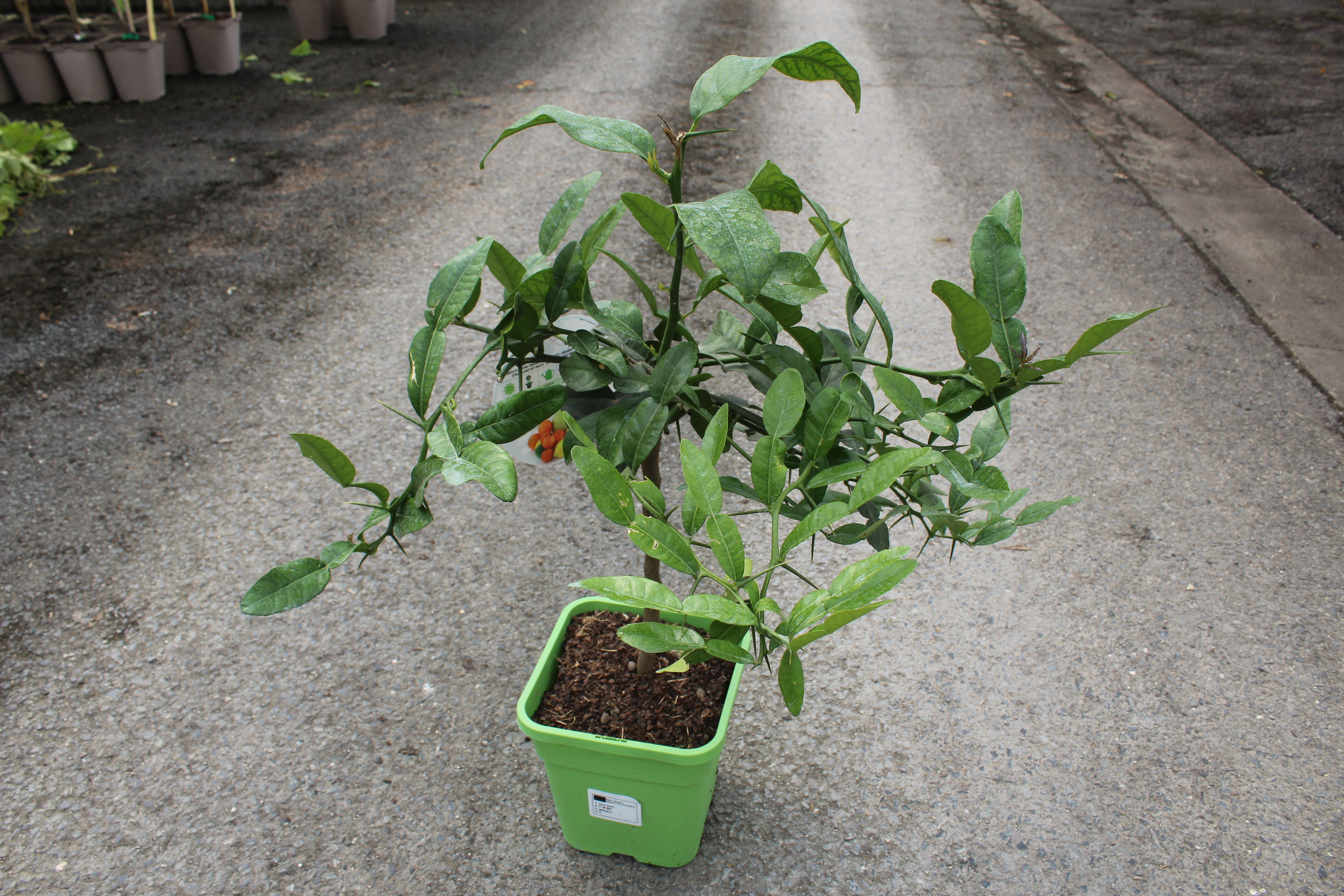 Citronnier combava 'Hystrix'