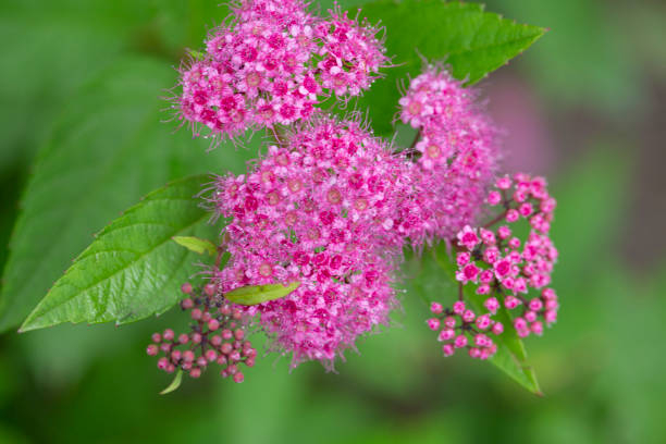 Spirée 'Antony waterer'