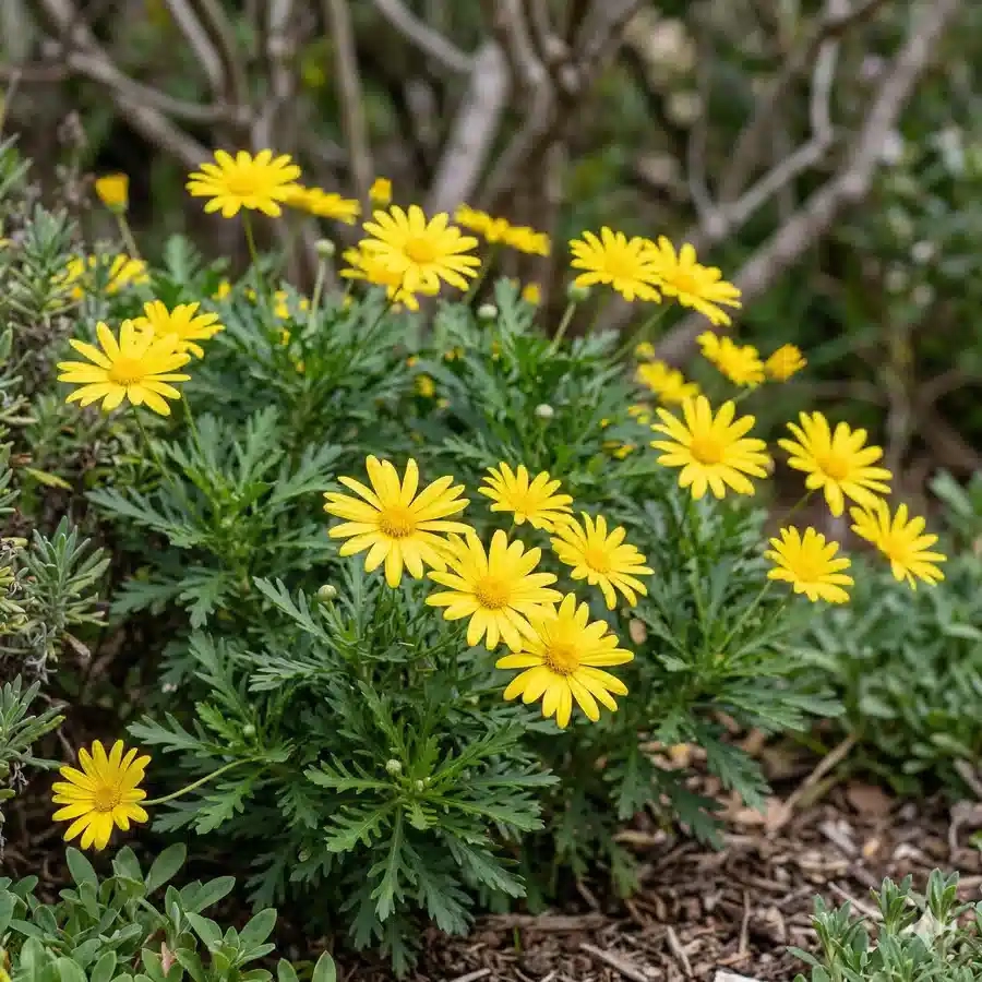 Marguerite des savanes 'Infinity'