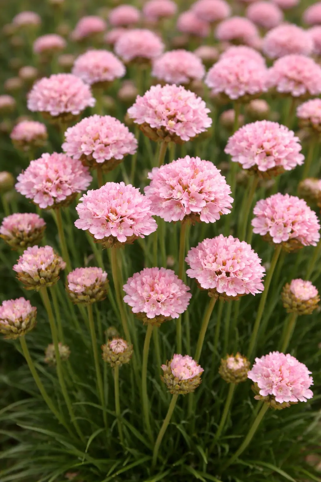 Armérie 'Dreamland'