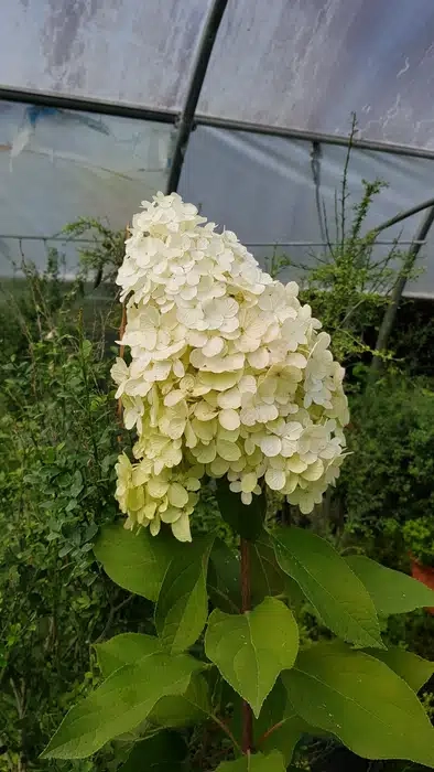 Hortensia paniculé 'Hercules'