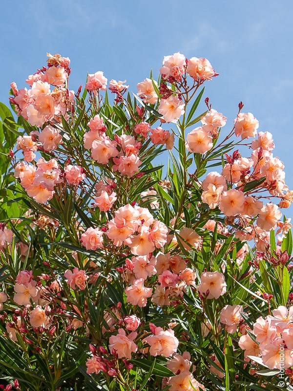 Laurier-rose 'Provence rose saumon double parfume'