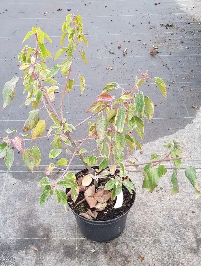 Baie de maqui 'Variegata'