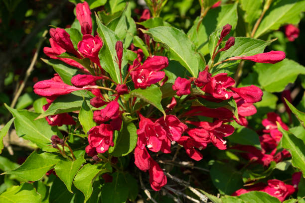 Weigelia 'Summer red' - Image secondaire