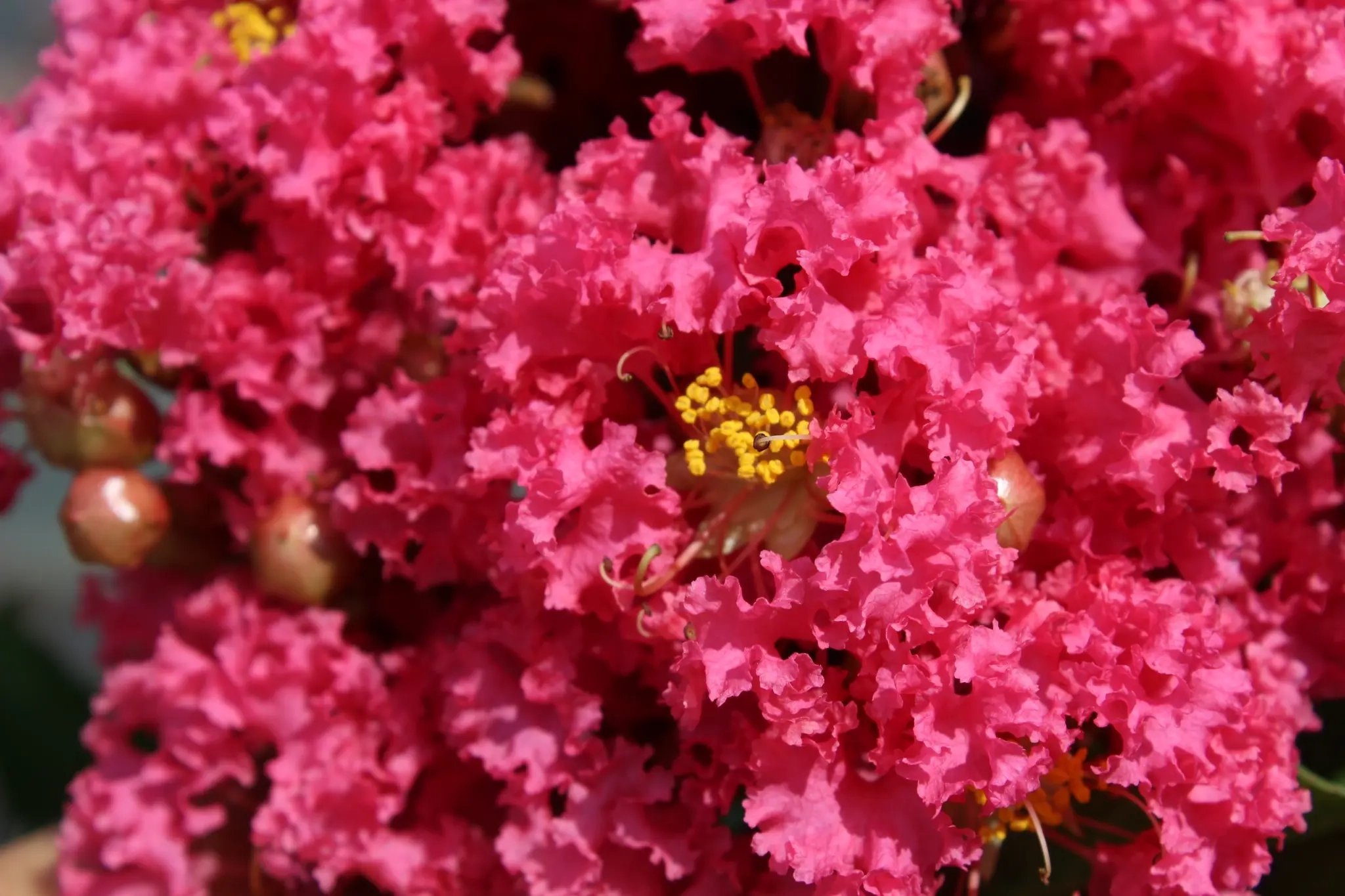 Lilas des indes 'Grand cru'