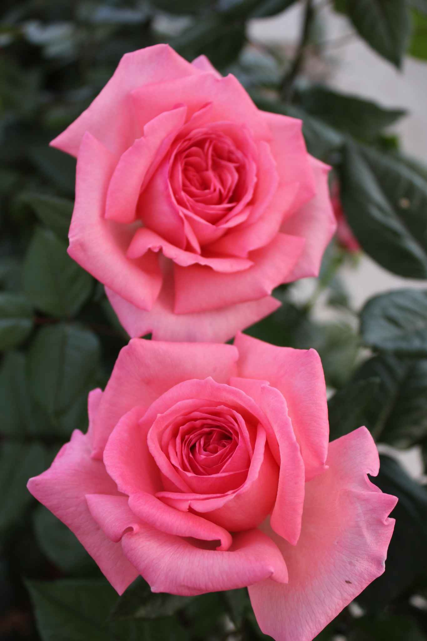 Rosier 'Fragonard '
