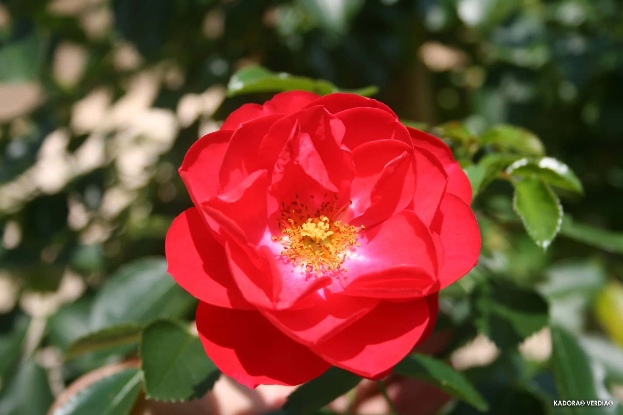 Rosier 'Kadora '