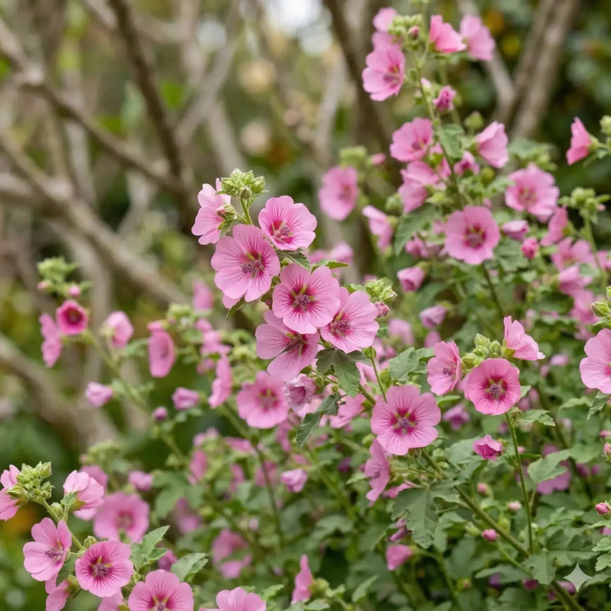 Anisodontea 'Celebration'