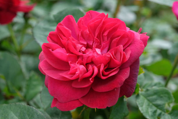 Rosier 'Thomas a becket '