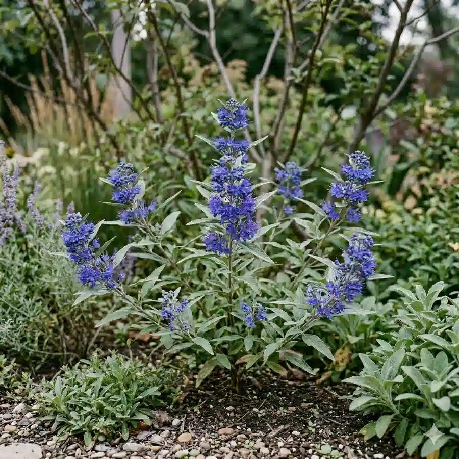 Barbe-bleue 'Thetis'