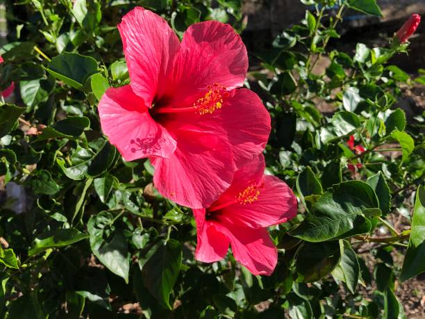 Hibiscus des marais 'Planet griotte'