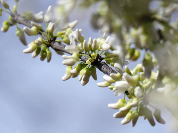 Gainier du canada 'Royal white'