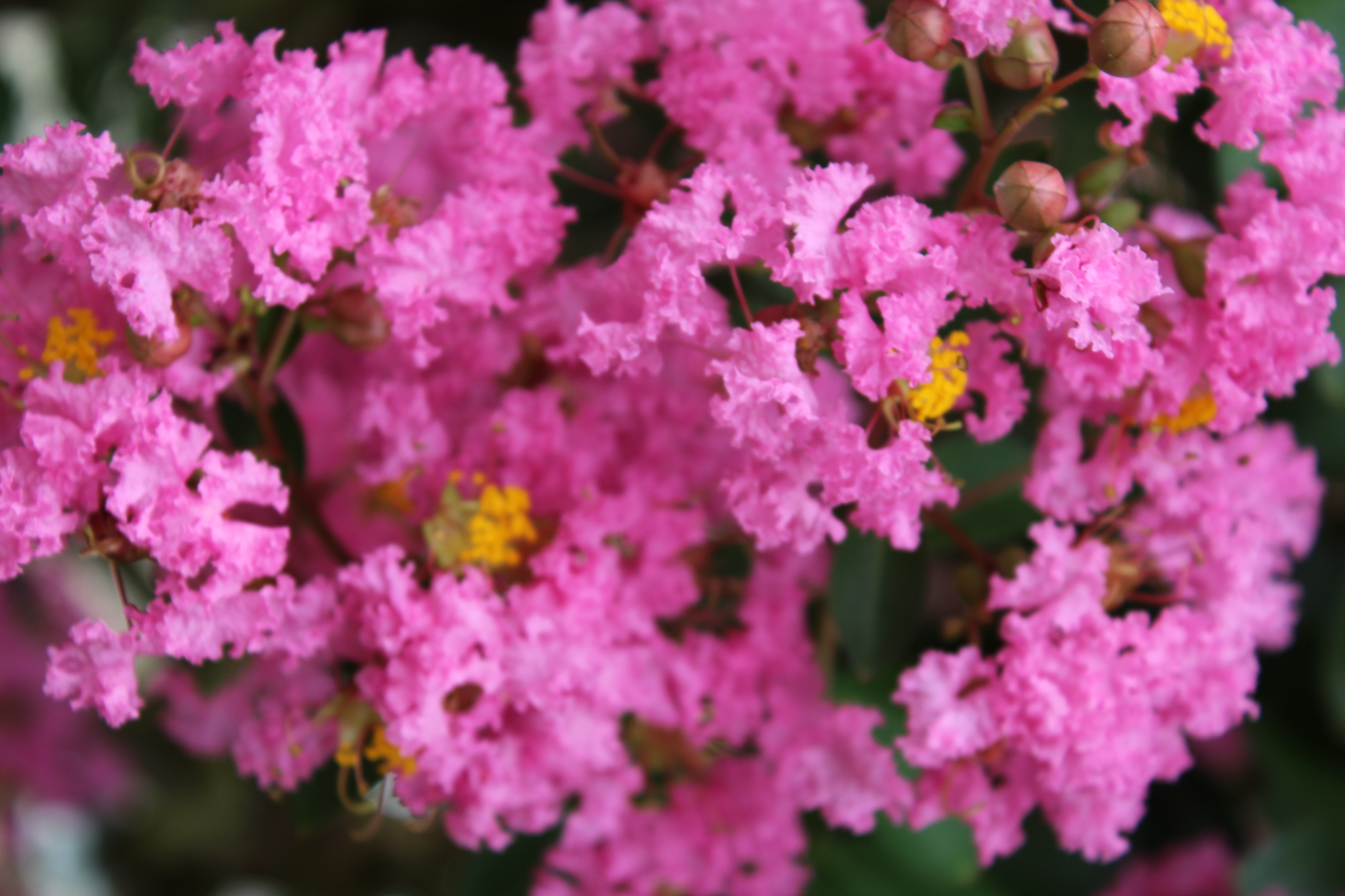 Lilas des indes 'Jacqueline desmartis'