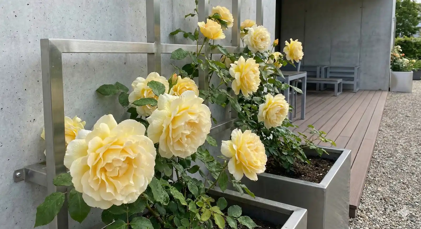 Rosier 'Cyrano de bergerac '