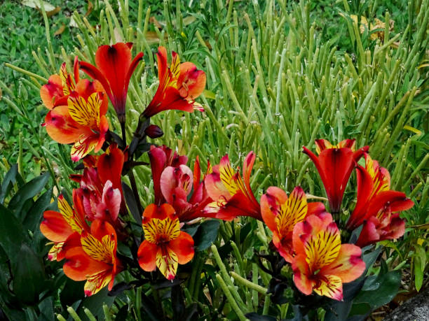 Alstroemeria 'Summer heat'