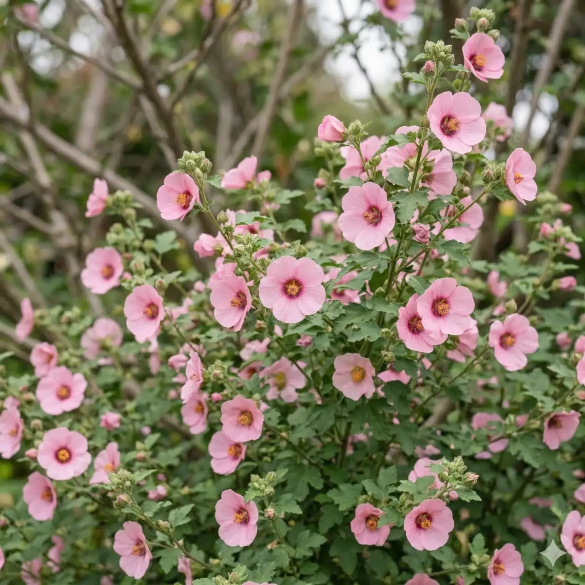 Anisodontea 'Cotton candy pink'