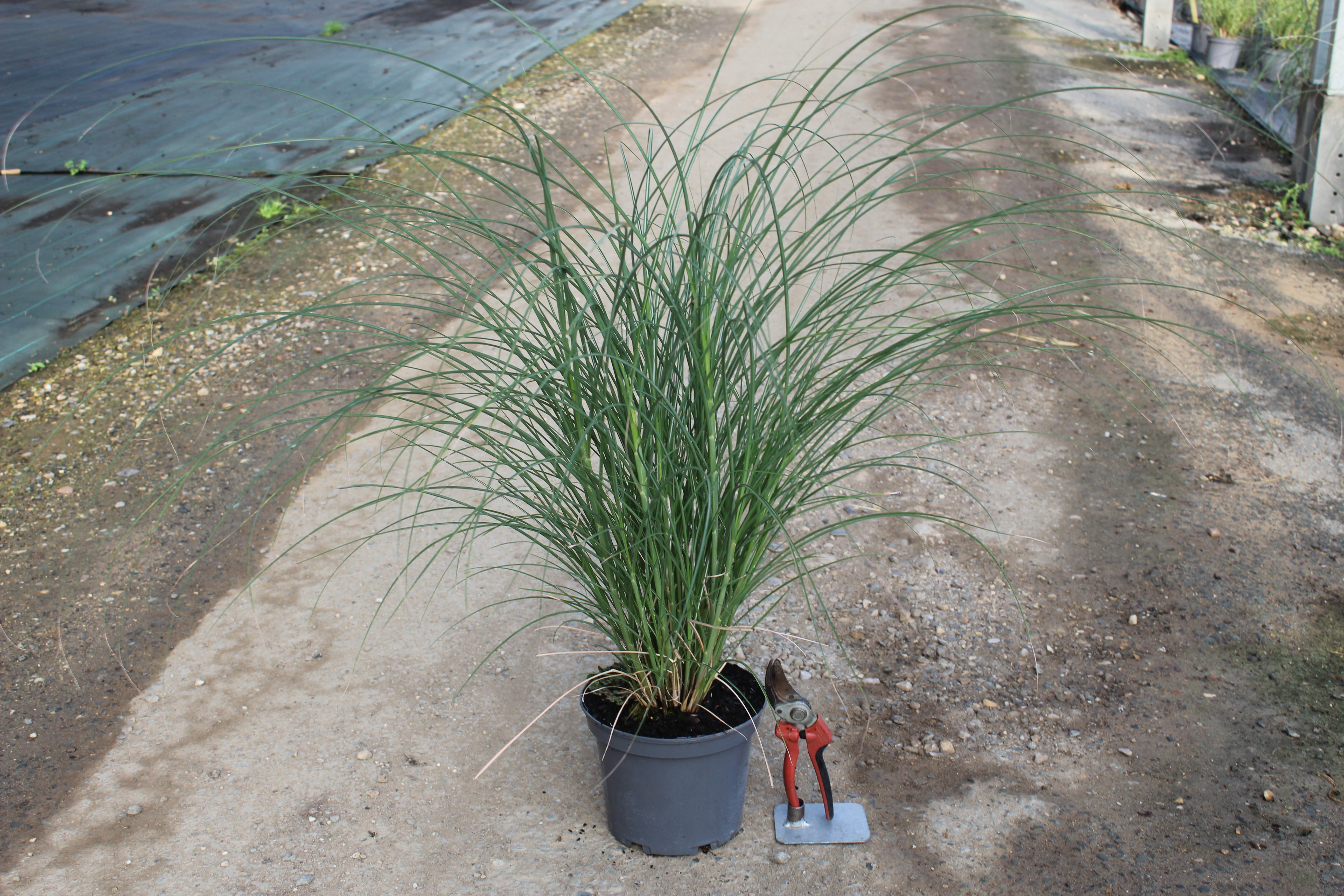 Miscanthus 'Gracillimus'