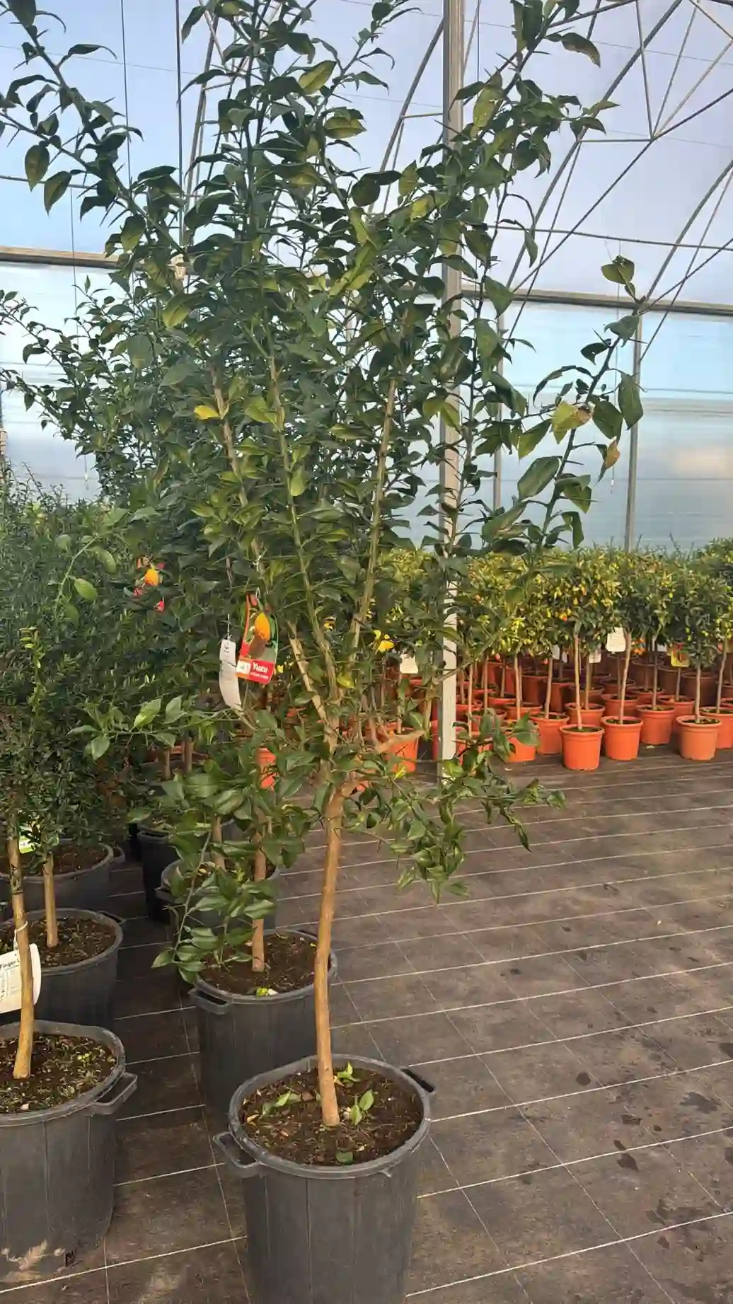 Citronnier yuzu 'Yuzu'