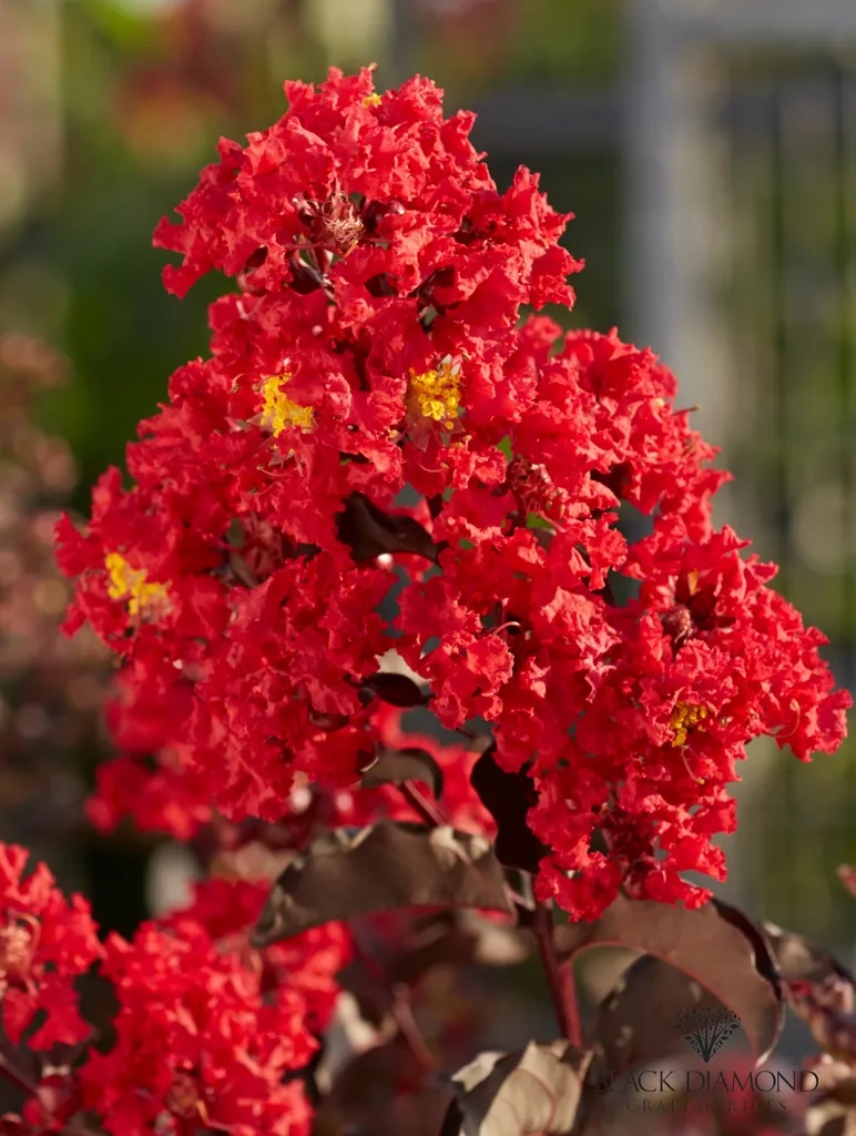 Lilas des indes 'Best red'