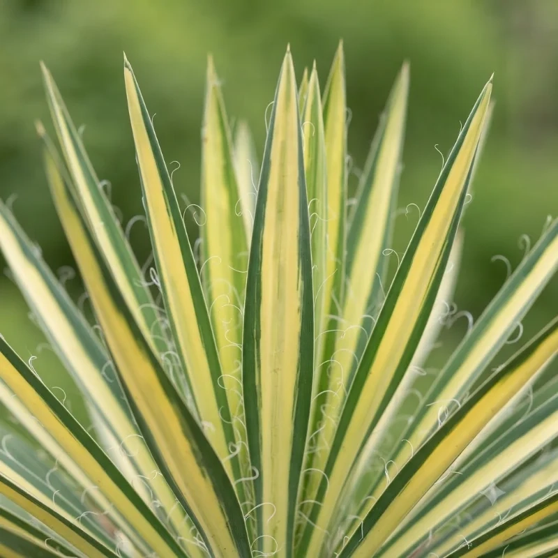 Yucca 'Color guard'