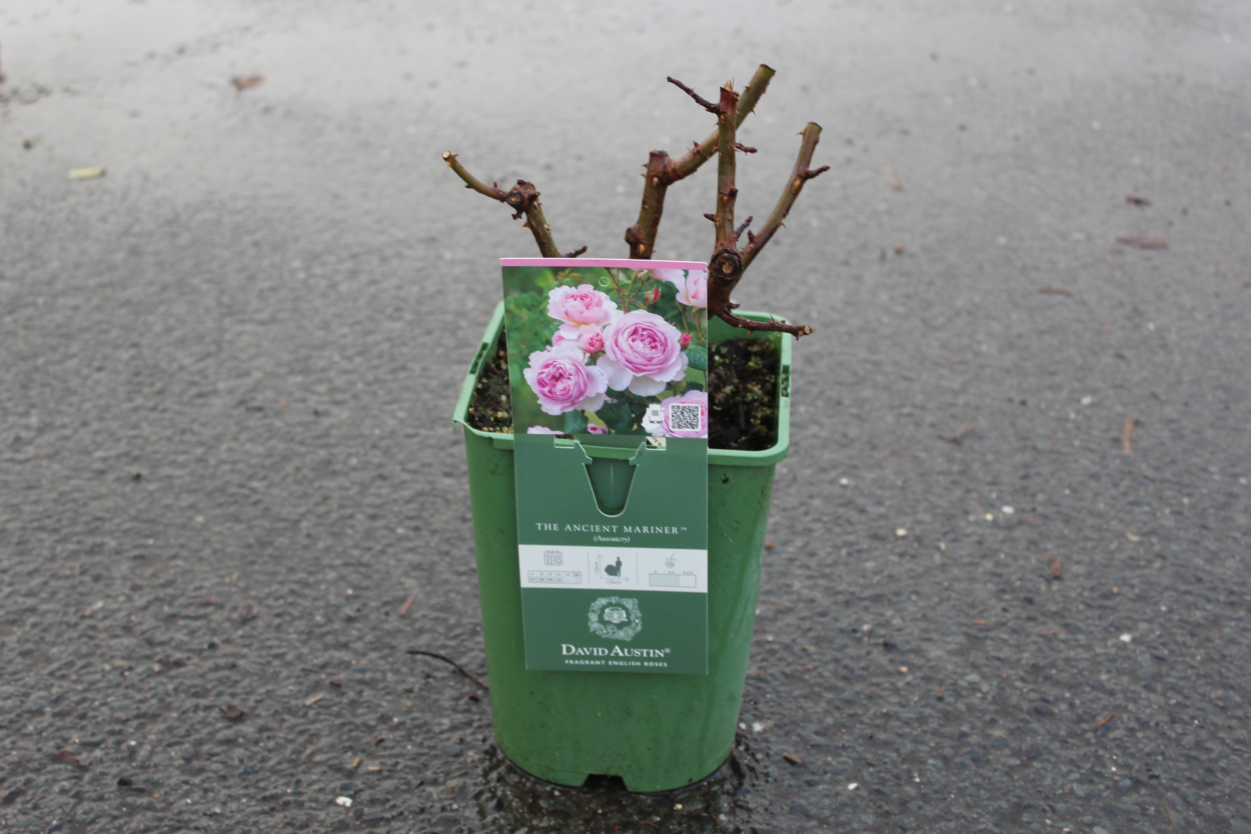 Rosier 'The ancient mariner '