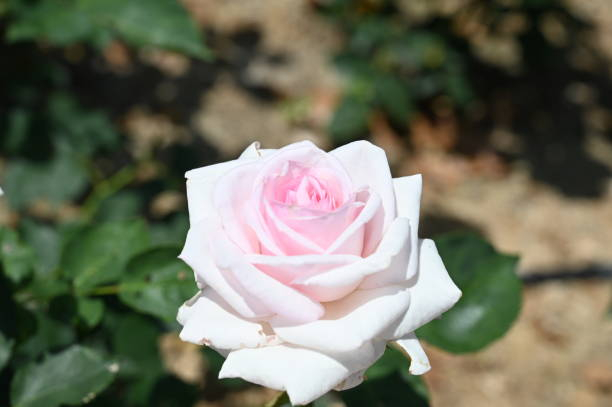 Rosier 'La belle ferroniere'