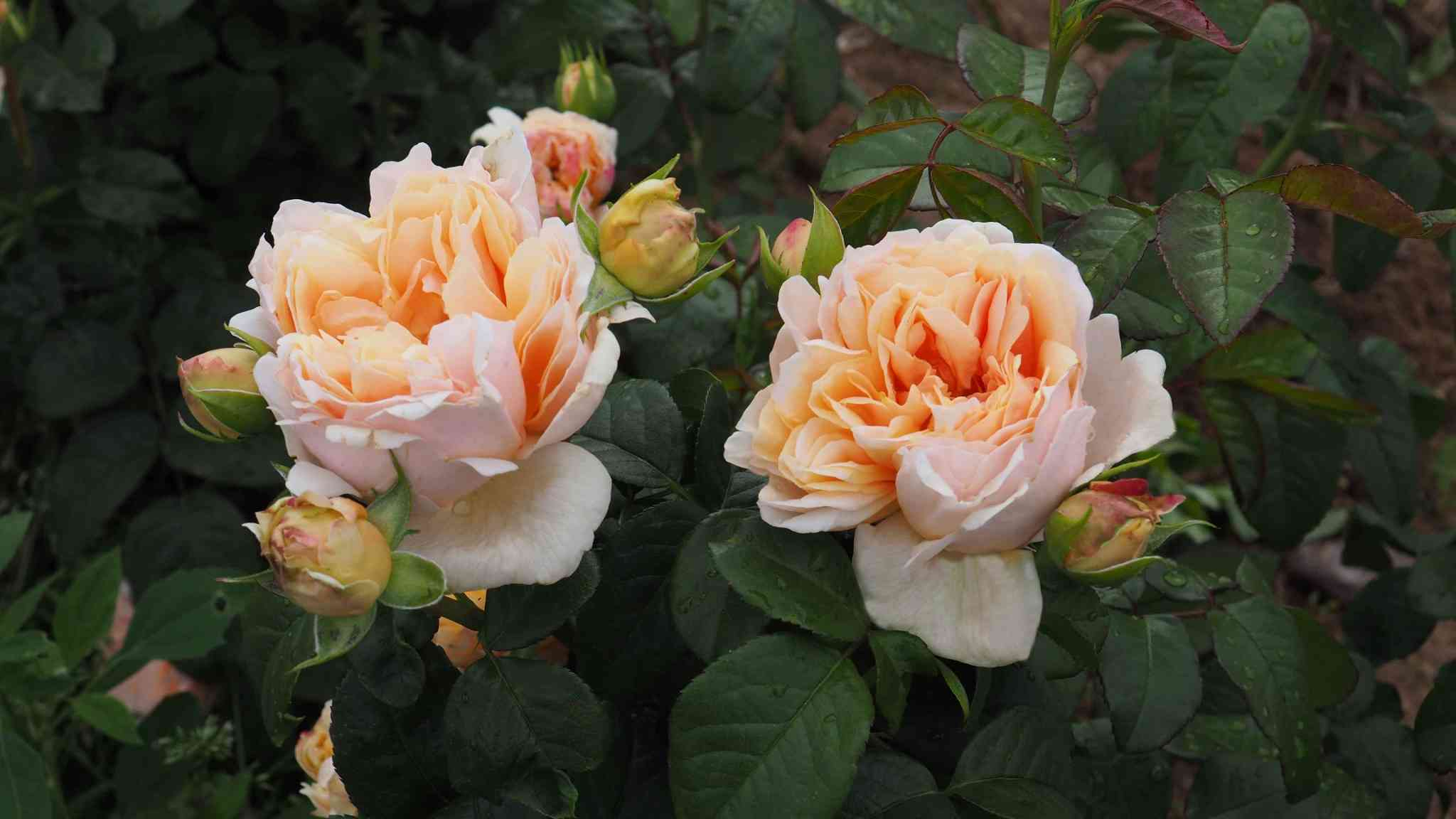 Rosier 'Chateau de la batisse'
