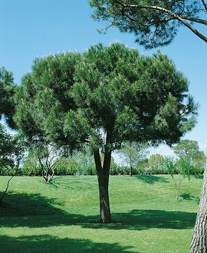 Pin parasol