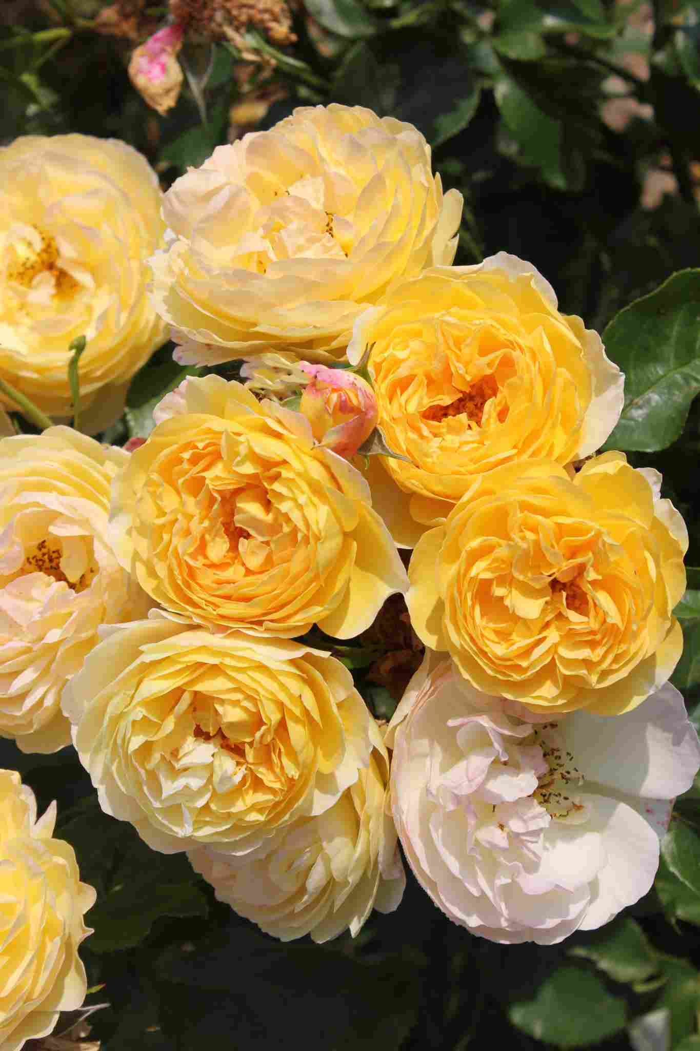Rosier 'Chateau de cheverny '