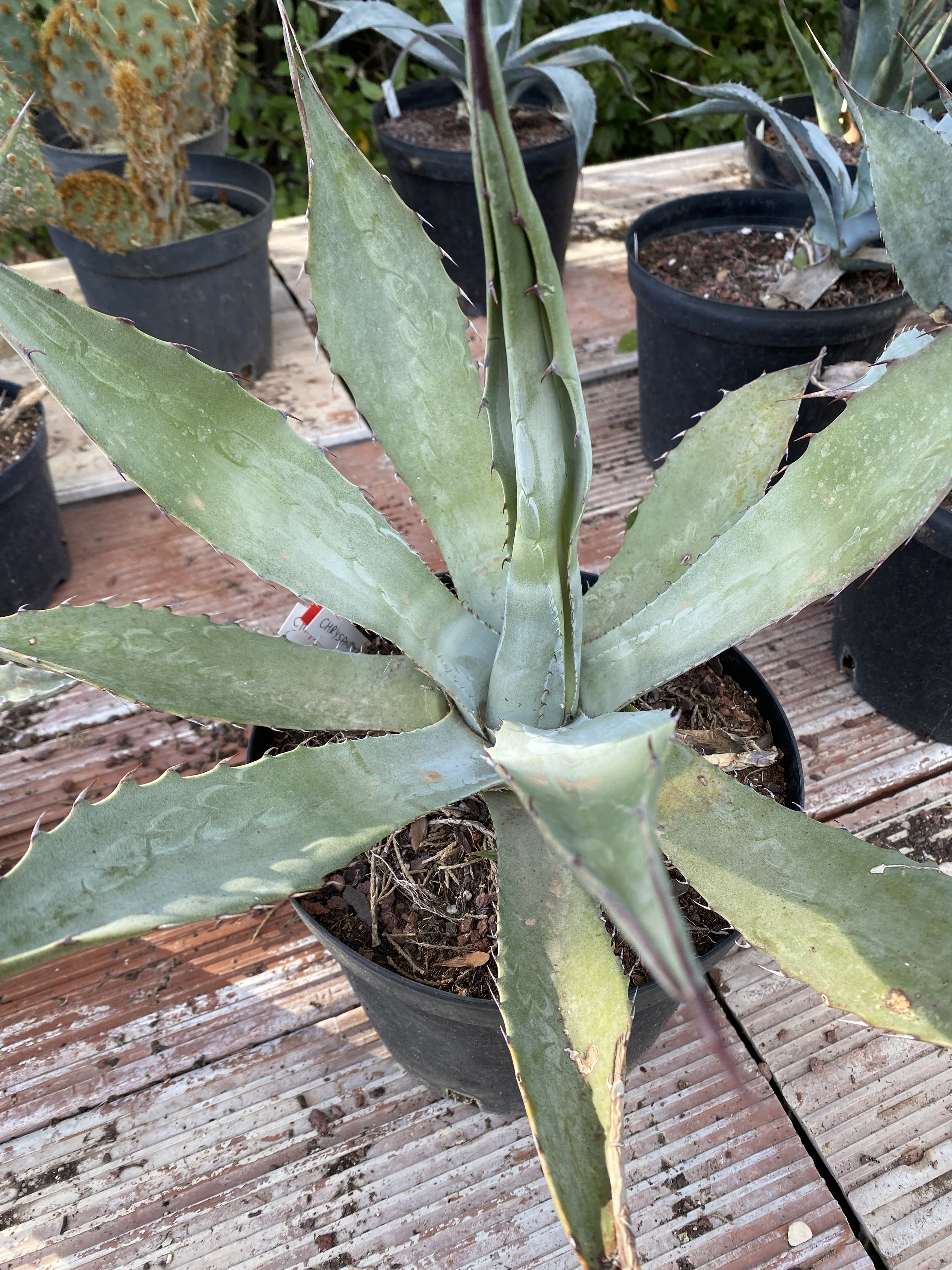 Agave doré 'Giant'