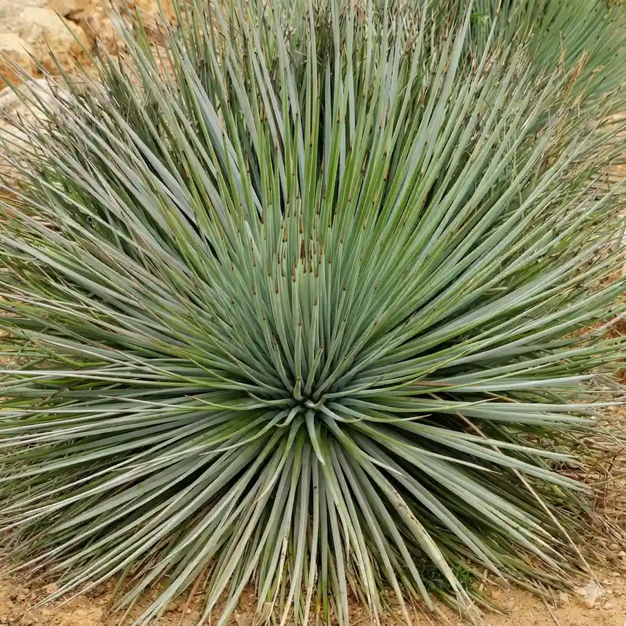 Agave à feuilles striées