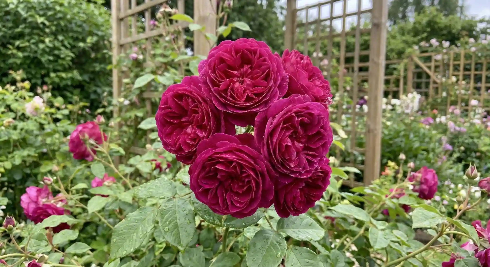 Rosier 'Young lycidas '