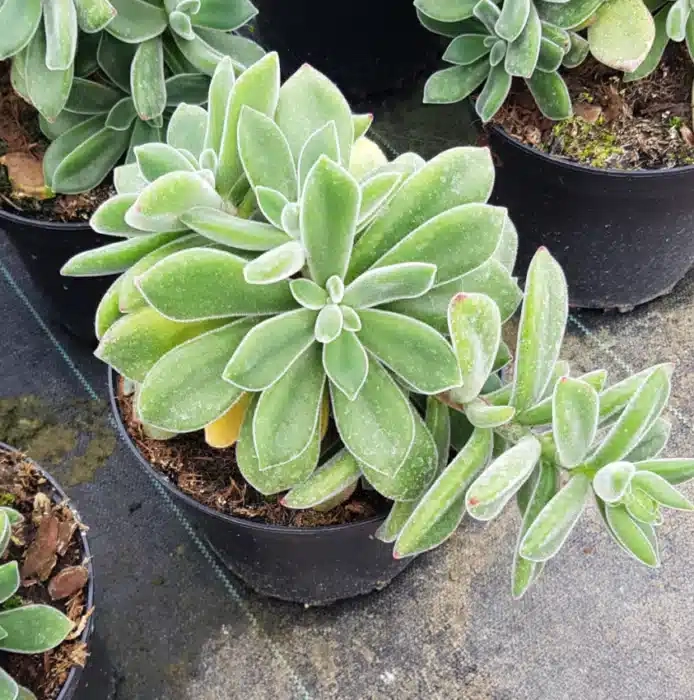 Echeveria ' '