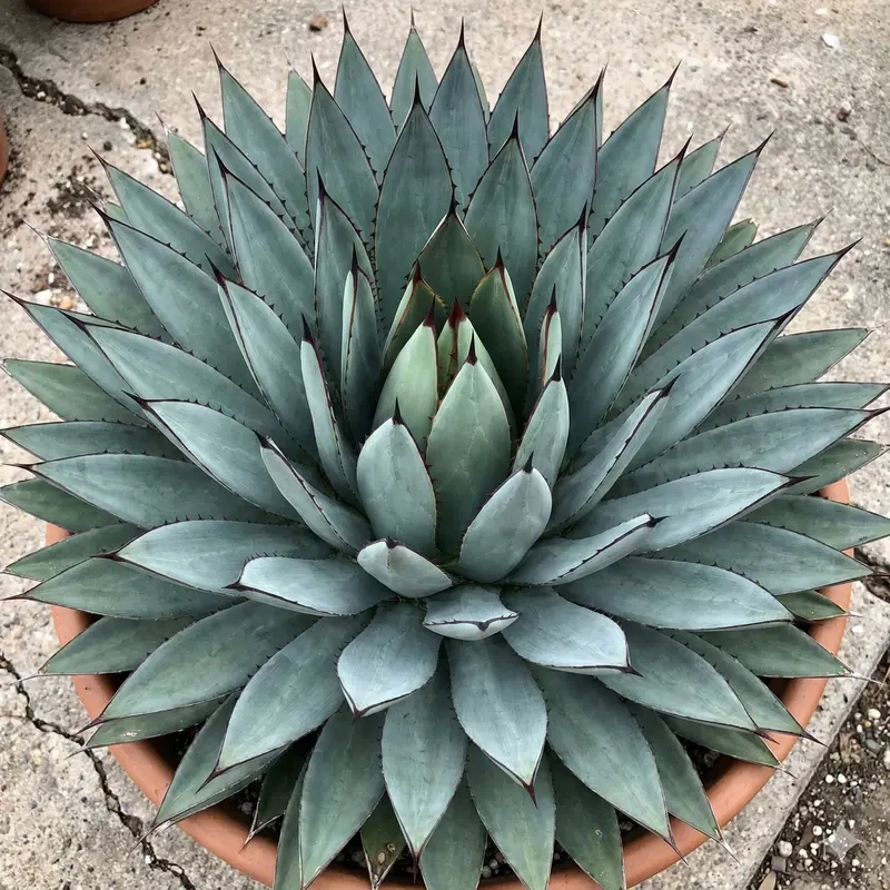 Agave  blue emperor