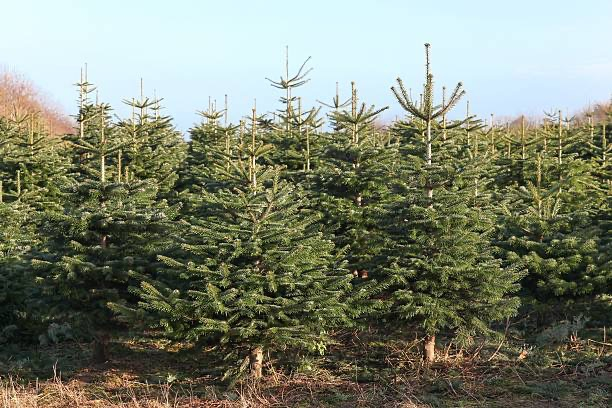 Sapin du caucase