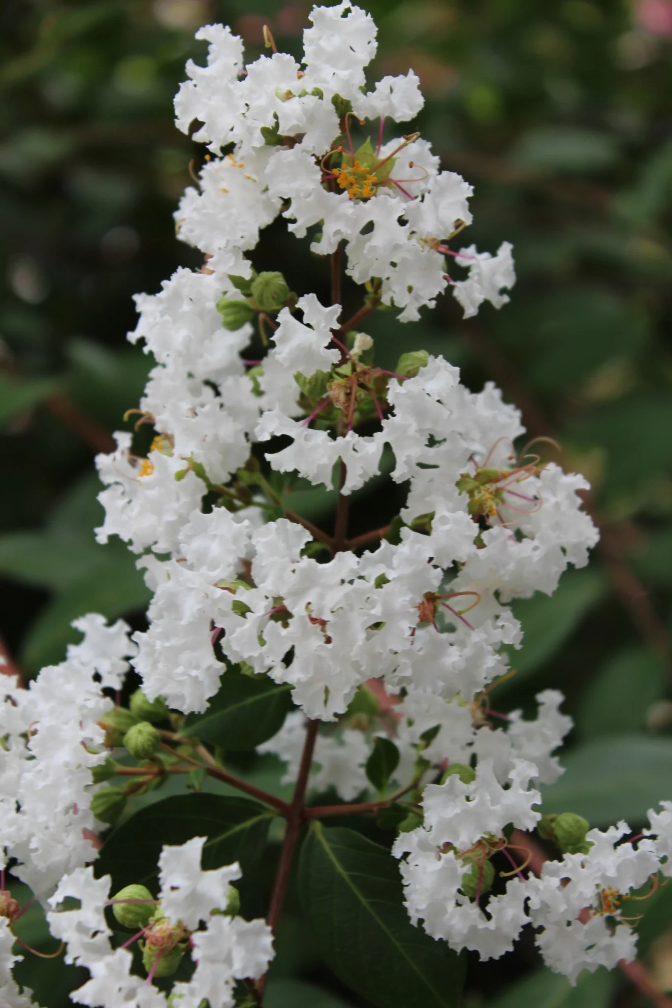 Lilas des indes 'Petit canaille blanc'
