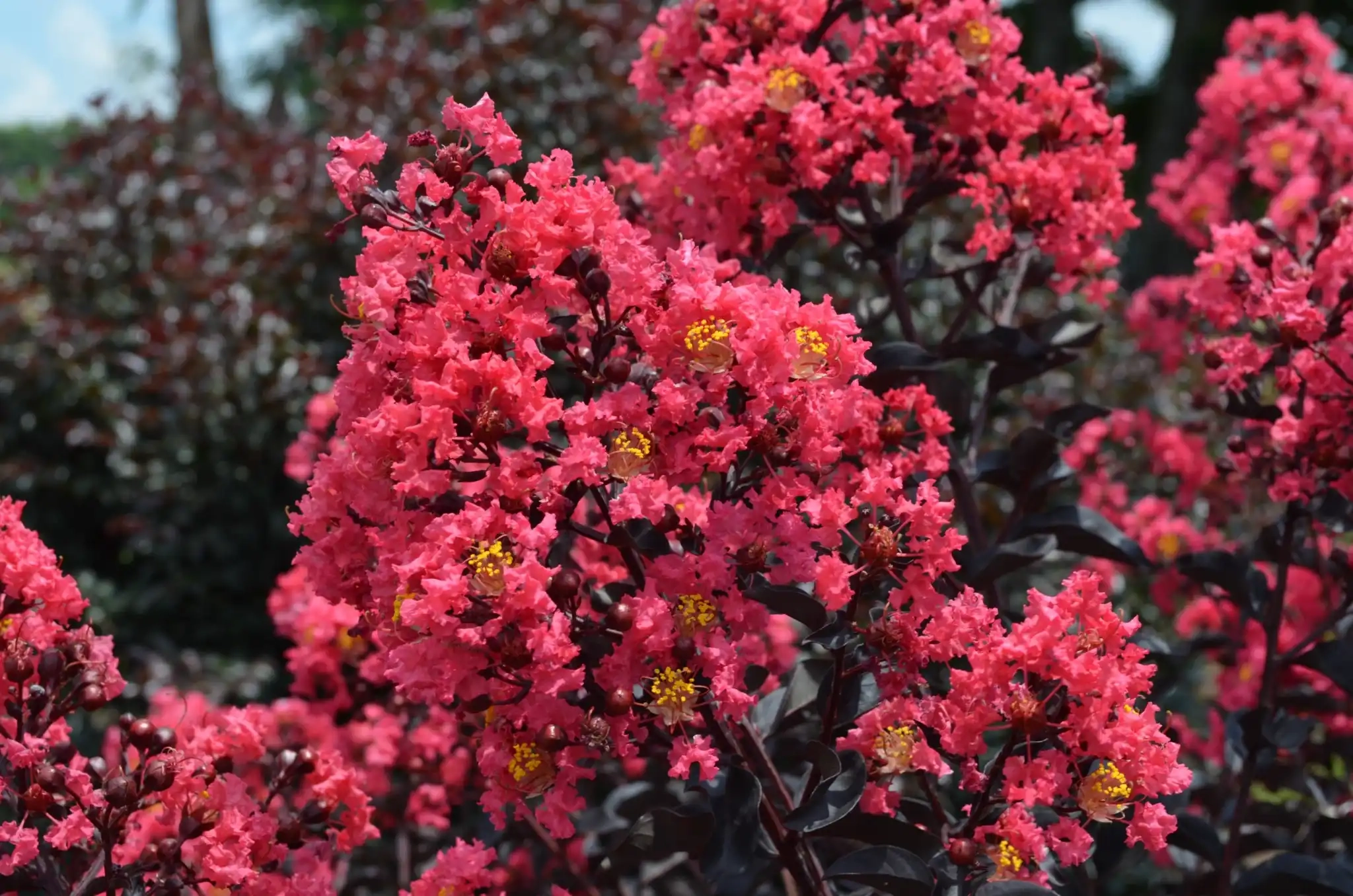 Lilas des indes 'Midnight magic'