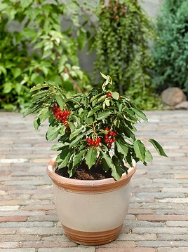 Cerisier 'Hong kong'